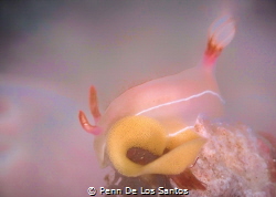 Taken with an Olympus TG4. I saw this nudibranch as it wa... by Penn De Los Santos 